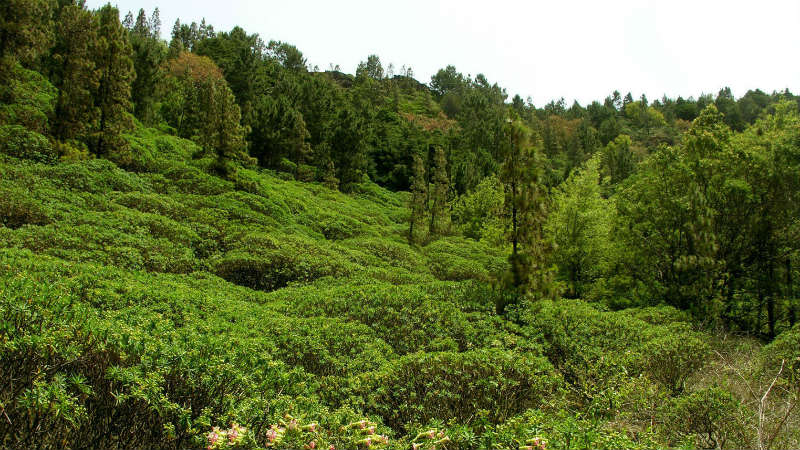Monte Gordo national park - Sao Nicolau