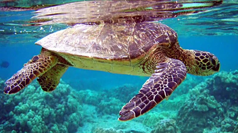 Turtles - Boavista