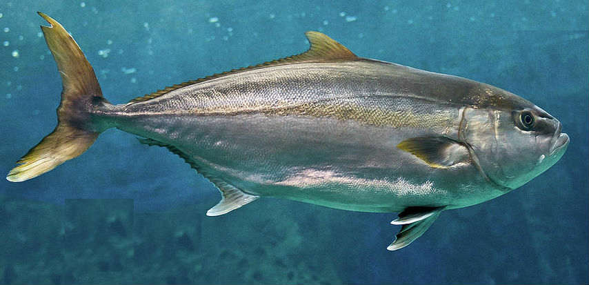 Big amberjack