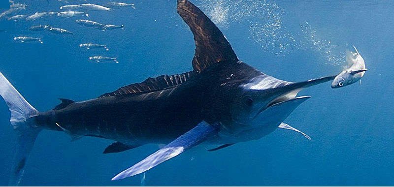 Blue marlin