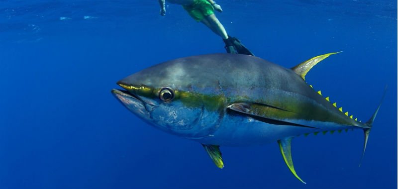 Yellowfin tuna