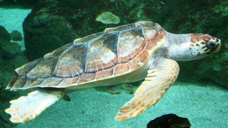Turtles Cape Verde