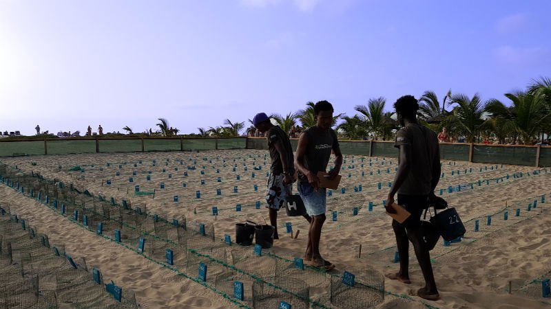 Nature conservationists bringing turtle eggs to a safe location