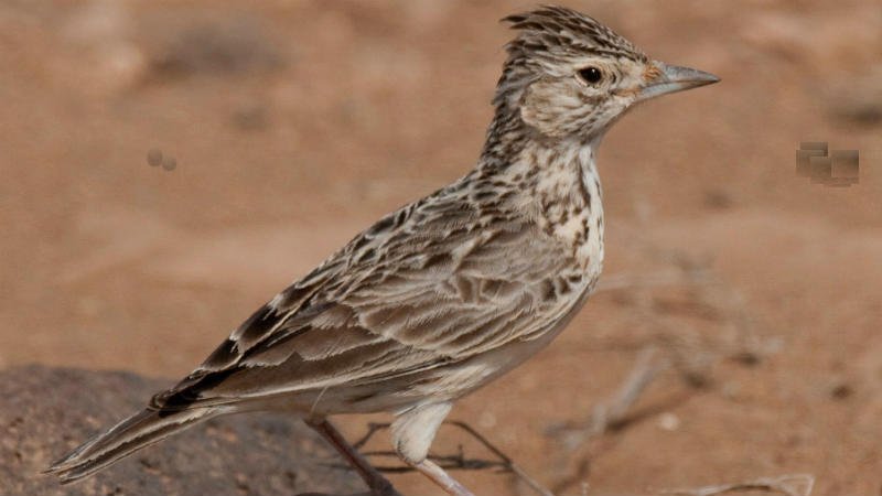 Raso Lark