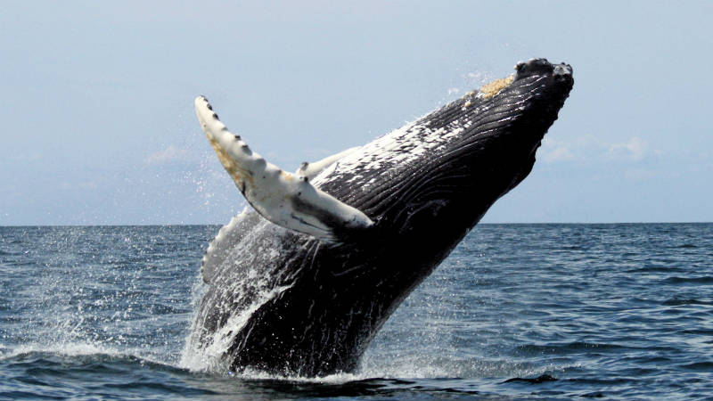 Humpback whale