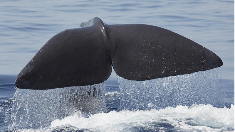 Whale fin