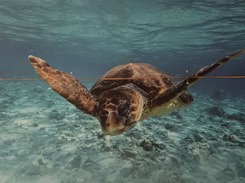Sea turtle swimming underwater above a sandy seabed