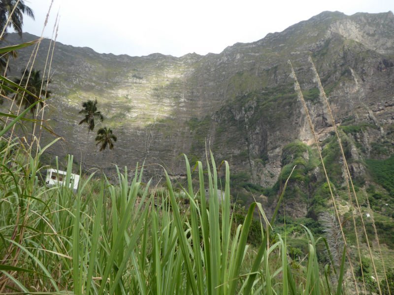 Steep green mountain wall rising behind tall grass and palm trees