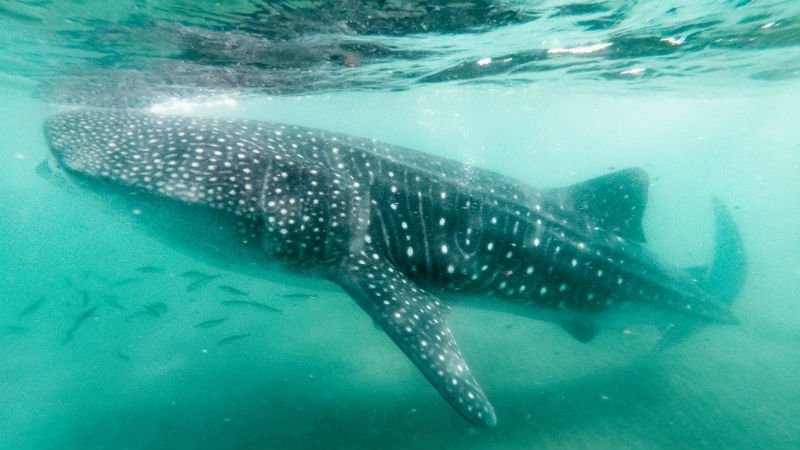 Whale shark