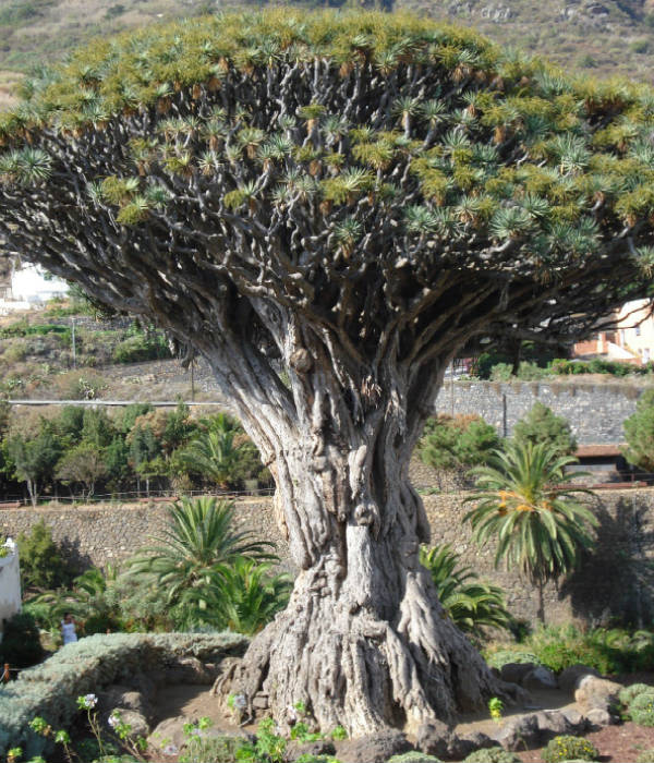 Dragon blood tree