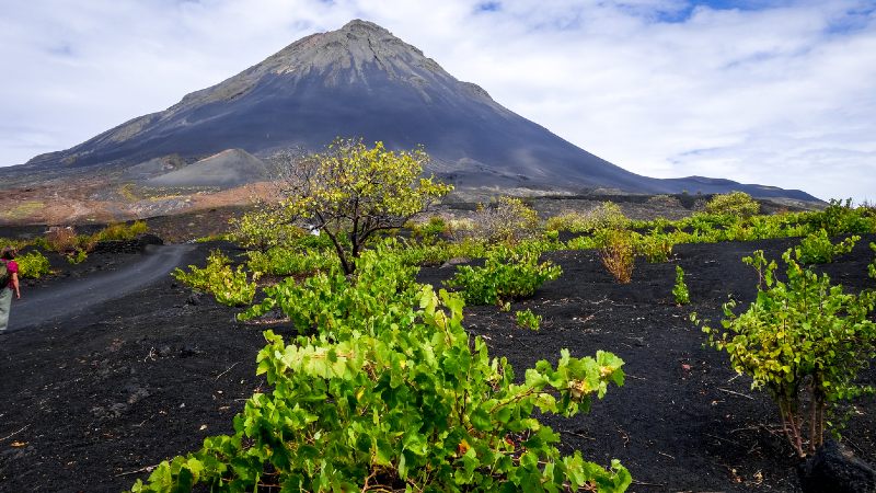 Vines, Cha das Caldeiras – Fogo