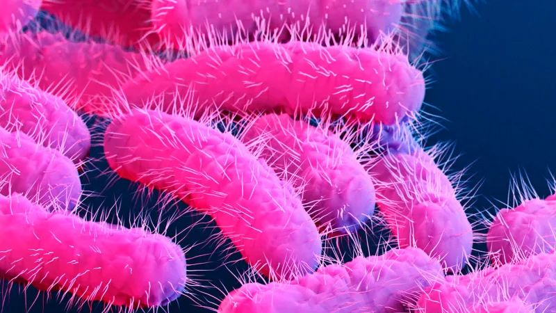 Shigella bacteria